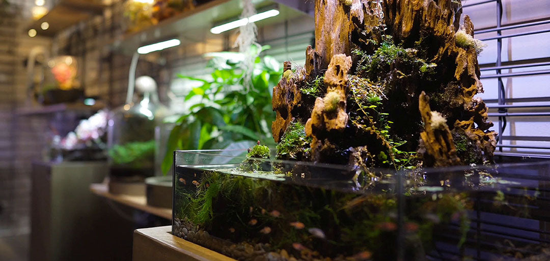 The Beauty and Ease of Setting Up a Nano Planted Aquarium