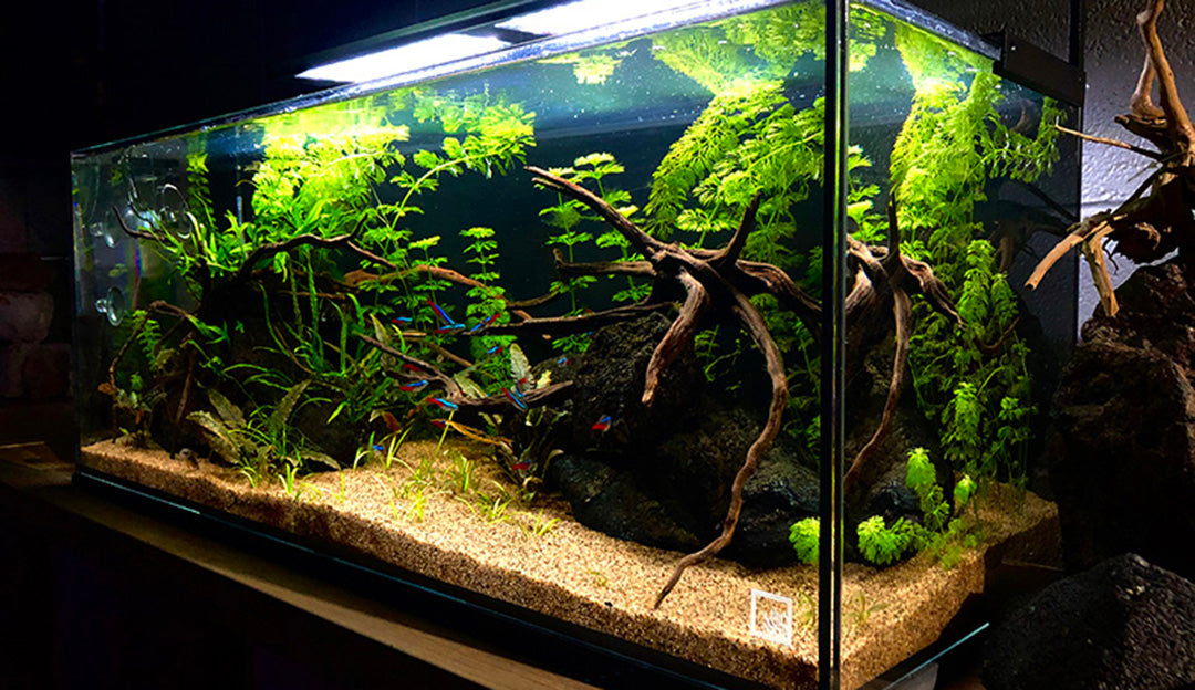 fish tank accessories cape town Frutiger Aero Lamp - Tropical Lamps Aquarium The Frutiger Aero Lamp Top Fin Mountain Cliff Waterfall