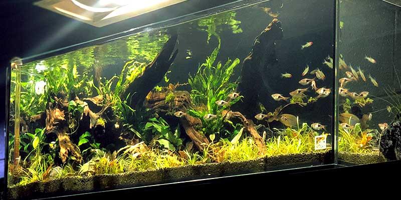 Decorating Your Aquarium with SR Aquaristik Rock and Wood