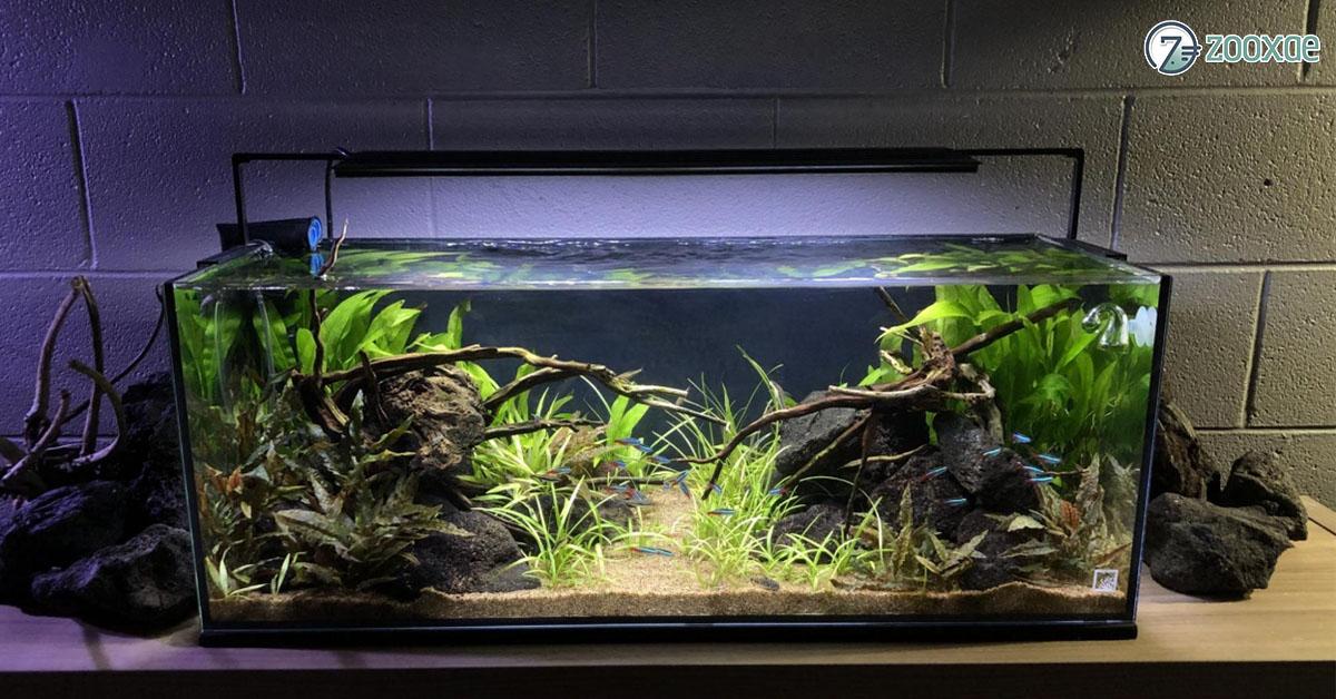 The Jungle Aquarium and It's Maintenance