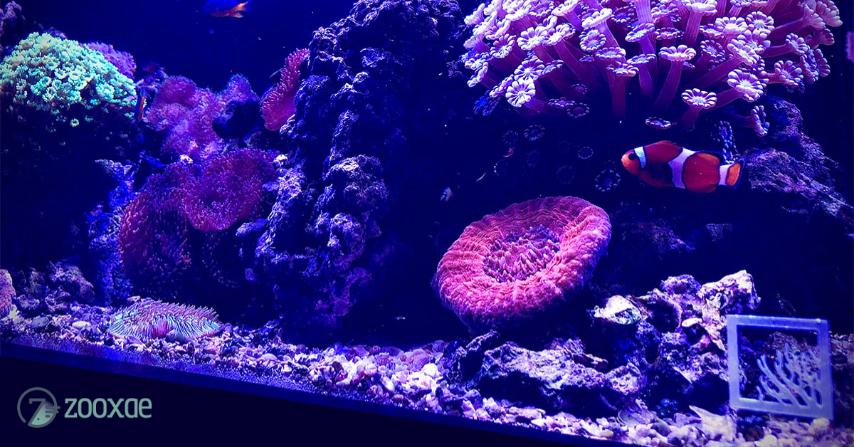 7 Modern Aquarium Design Trends And Ideas - 2022