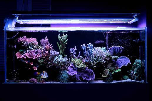 Saltwater Aquarium vs Freshwater Aquarium
