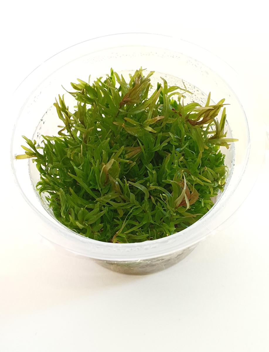 Aquascaping hot sale supplies usa