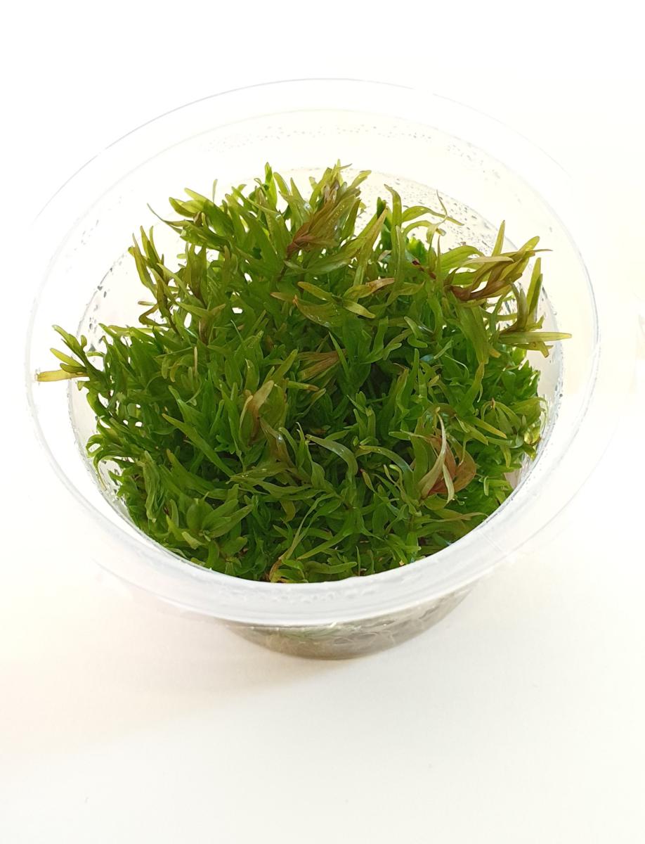 Live Plants and Aquascaping Supplies