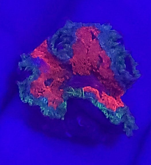 Vietnam Ultra Color Mini Maxi Carpet Anemones