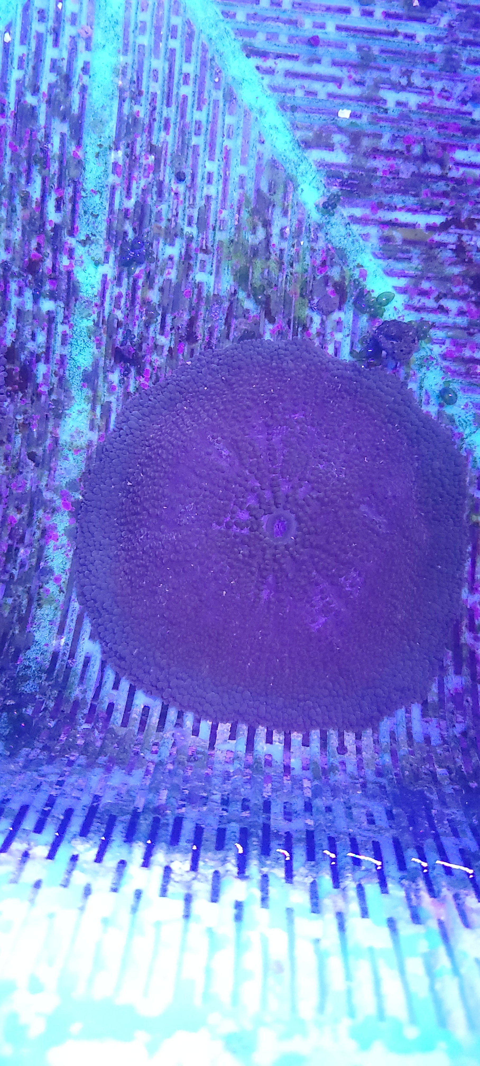 WYSIWYG Vietnam Ultra Carpet Anemone