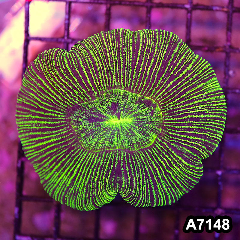 Item#A7148LW7148(S) WYSIWYG Aussie Ultra Trachyphyllia