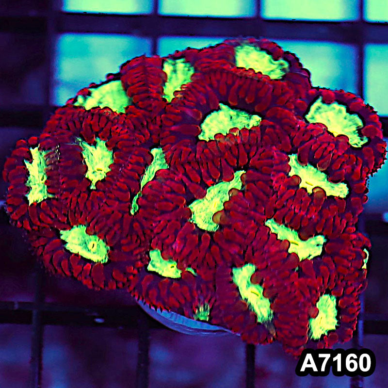 Item#A7160LW7160(S) WYSIWYG Aussie Ultra Blastomussa Colony