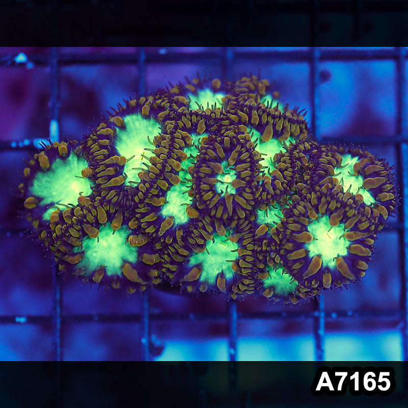 Item#A7165LW7165(S) WYSIWYG Aussie Ultra Gold Polyp Blastomussa Mini Colony