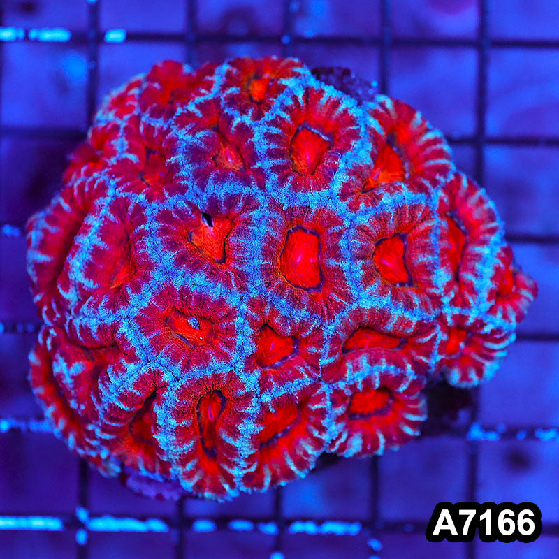 Item#A7166LW7166(S) WYSIWYG Aussie Ultra Acan Lord Mini Colony