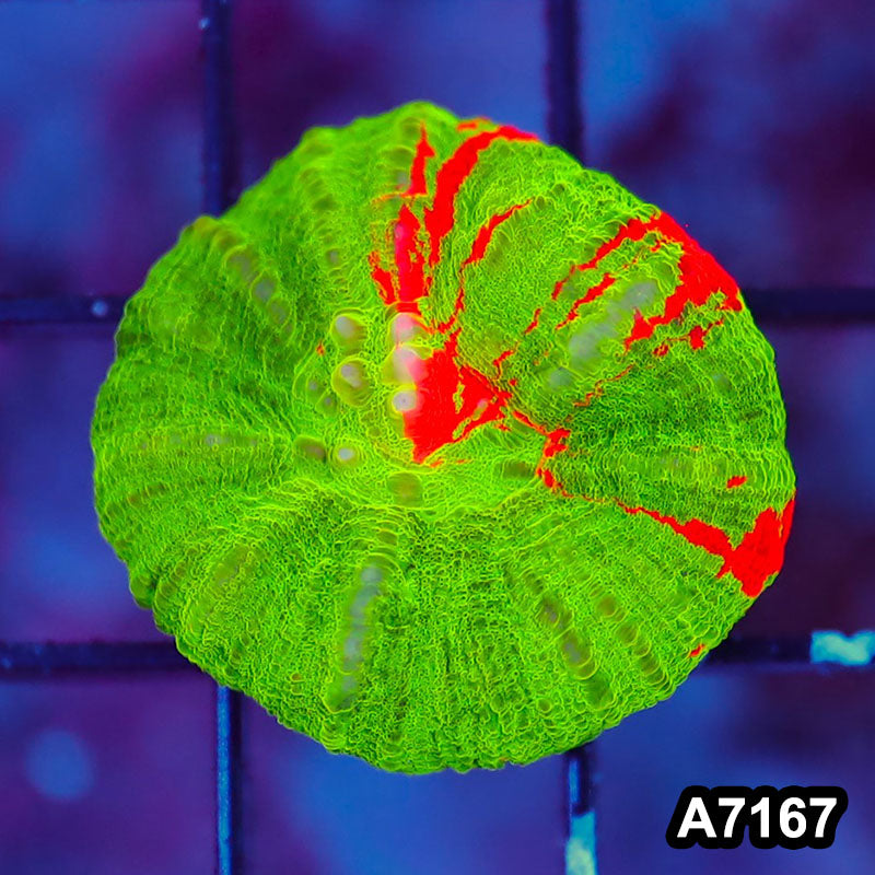 Item#A7167LW7167(XS) WYSIWYG Aussie Ultra Bleeding Apple Scolymia
