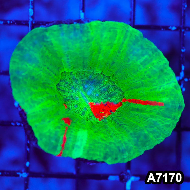 Item#A7170LW7170(S) WYSIWYG Aussie Ultra Bleeding Apple Scolymia