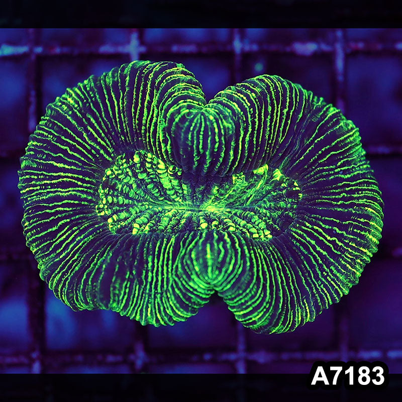 Item#A7183LW7183(S) WYSIWYG Aussie Ultra Trachyphyllia