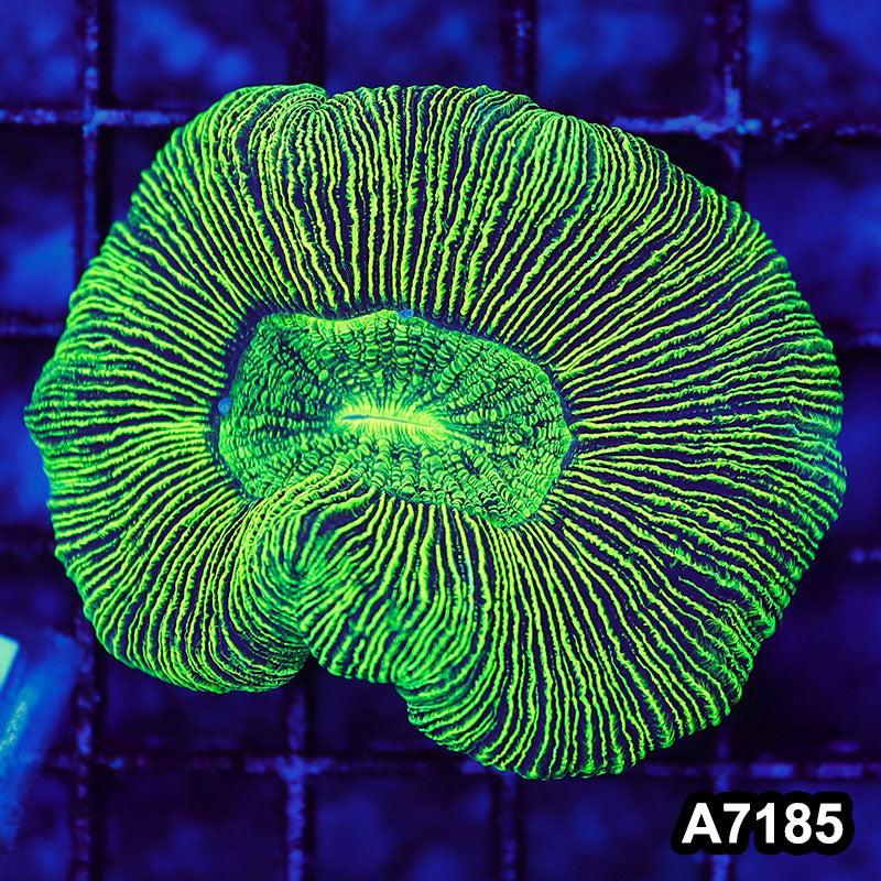 Item#A7185LW7185(S) WYSIWYG Aussie Ultra Trachyphyllia