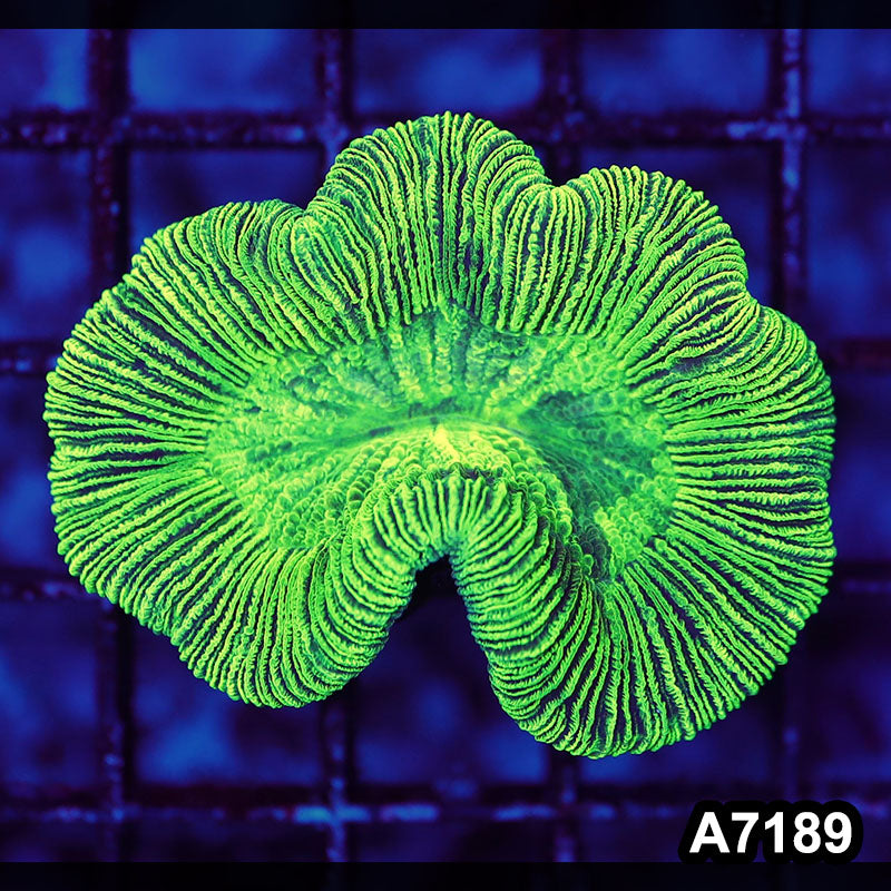 Item#A7189LW7189(S) WYSIWYG Aussie Ultra Trachyphyllia