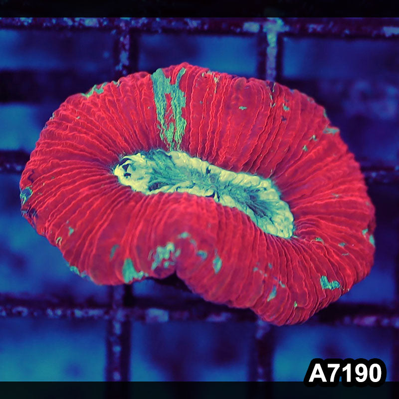Item#A7190LW7190(S) WYSIWYG Aussie Ultra Red Trachyphyllia