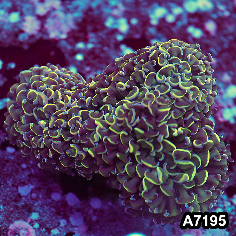 Item#A7195LW7195(L) WYSIWYG Indo Ultra Tip Wall Hammer Colony