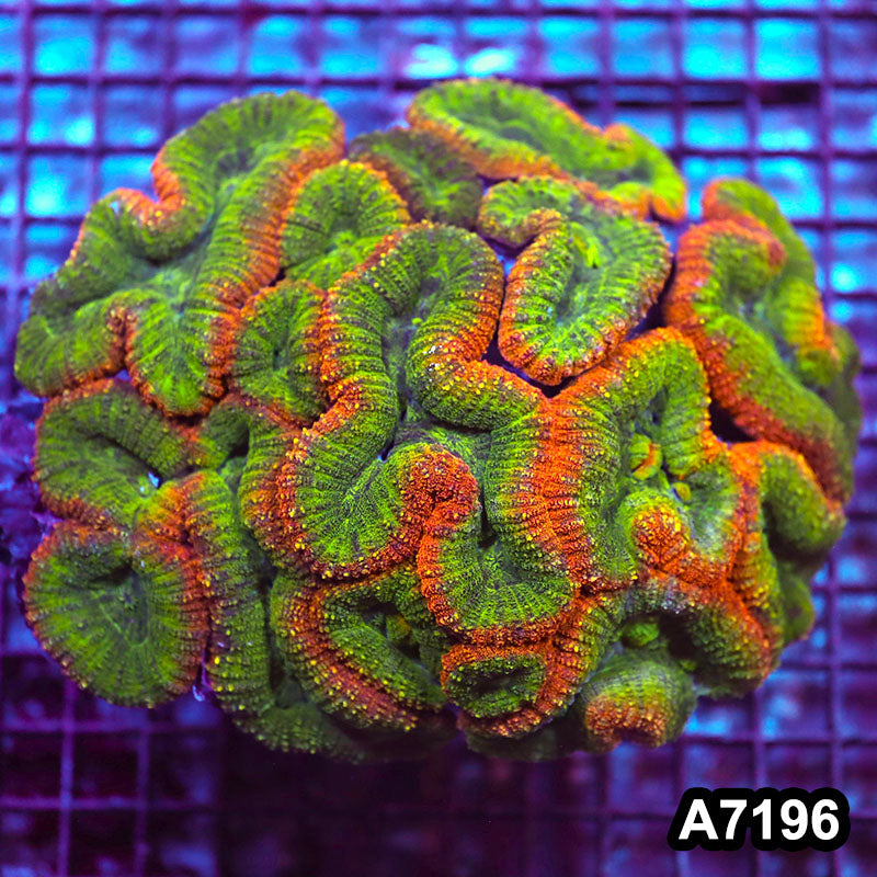 Item#A7196IN7196(XL) WYSIWYG Aussie Show Size Rainbow Lobophyllia Colony