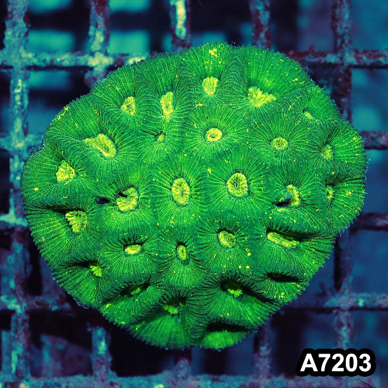 Item#A7203IN7203(M) WYSIWYG Aussie Ultra Toxic Splatter Goniastrea Colony