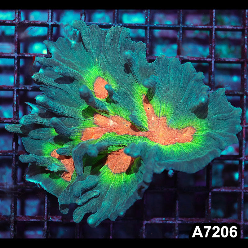 Item#A7206IN7206(M) WYSIWYG Indo Rainbow Pectinia Colony