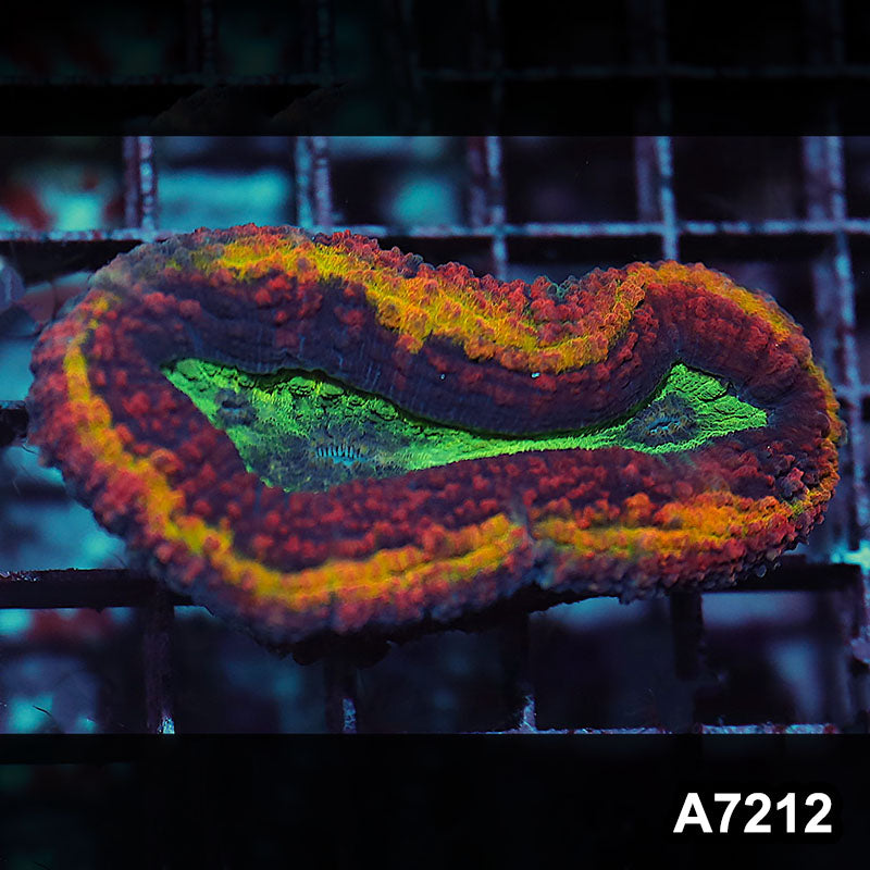 Item#A7212IN7212(M) WYSIWYG Aussie Rainbow Volcano Symphyllia