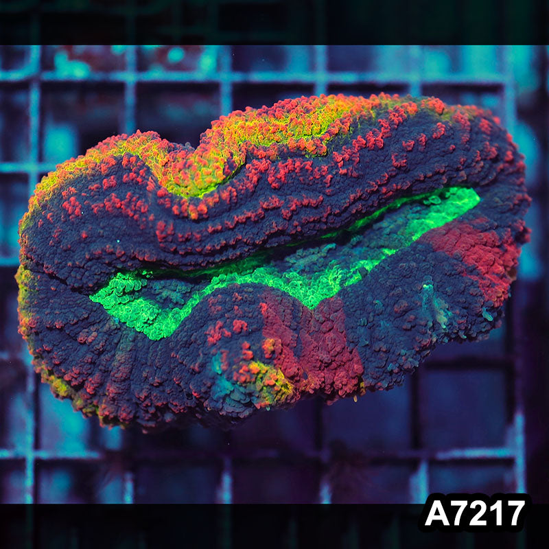 Item#A7217IN7217(S) WYSIWYG Aussie Rainbow Volcano Symphyllia