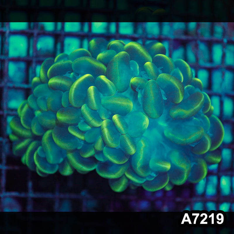 Item#A7219IN7219(L) WYSIWYG Indo Ultra Cat Eye Bubble Coral