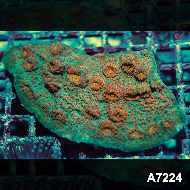 Item#A7224IN7224(M) WYSIWYG Aussie Ultra Chalice Colony