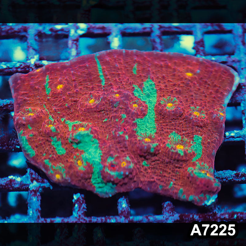Item#A7225IN7225(S) WYSIWYG Aussie Ultra Chalice Colony