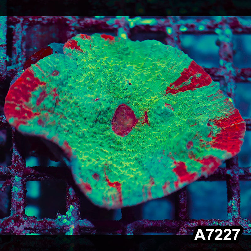 Item#A7227IN7227(S) WYSIWYG Aussie Ultra Chalice Colony