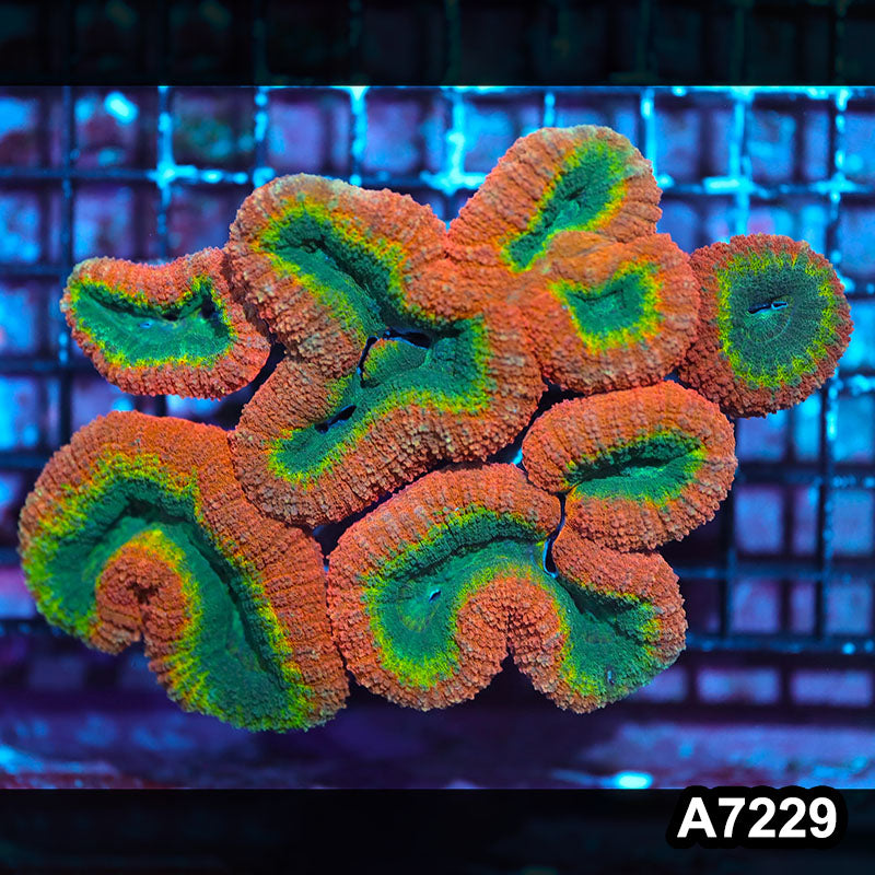 Item#A7229IN7229(L) WYSIWYG Aussie Rainbow Lobophyllia Colony