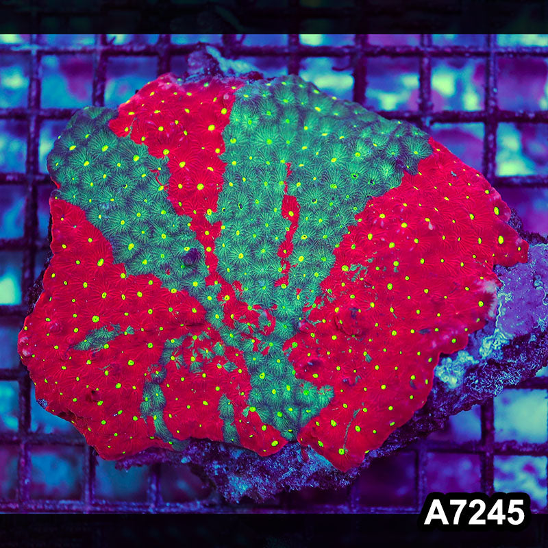 Item#A7245RW7245(M) WYSIWYG Aussie Ultra Grafted Favites War Coral Colony