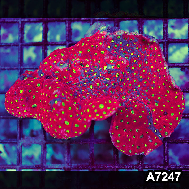Item#A7247RW7247(M) WYSIWYG Aussie Ultra Favites War Coral Colony
