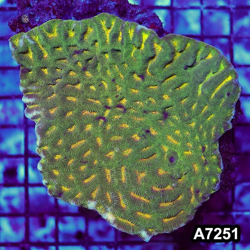 Item#A7251RW7251(M) WYSIWYG Aussie Ultra Unique Maze Brain Colony