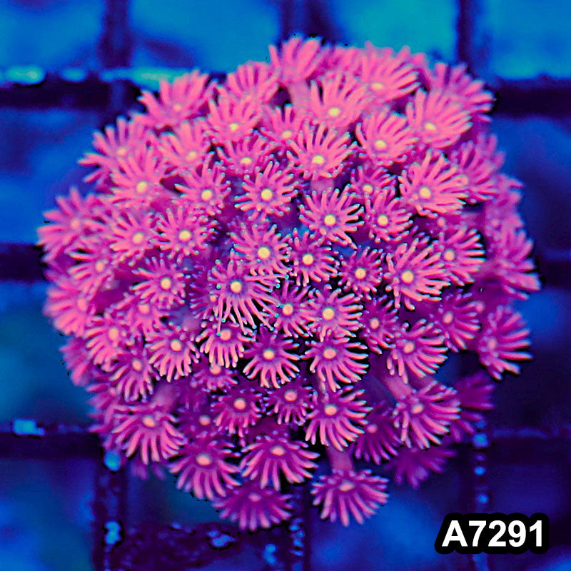 Item#A7291LW7291(S) WYSIWYG Aussie Ultra Goniopora
