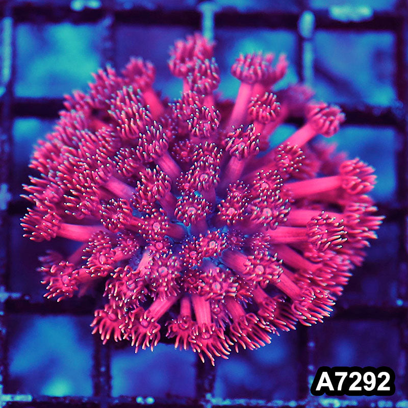 Item#A7292LW7292(S) WYSIWYG Aussie Ultra Goniopora