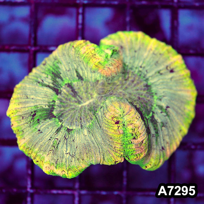 Item#A7295LW7295(S) WYSIWYG Aussie Ultra Unique Trachyphyllia