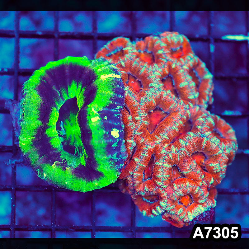 Item#A7305LW7305(M) WYSIWYG Aussie Ultra UFO Scolymia Acan Lord Combo