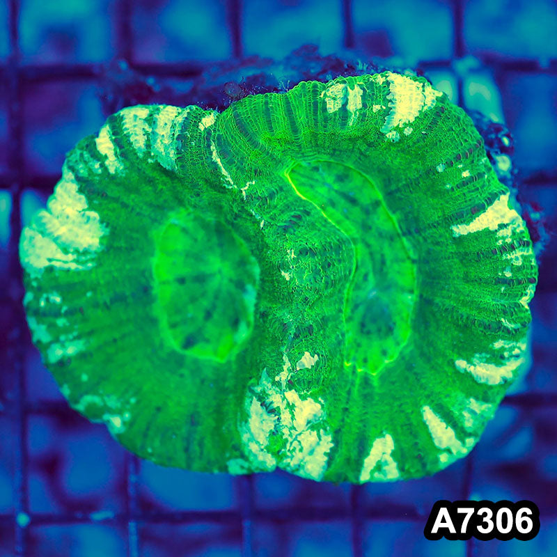 Item#A7306LW7306(S) WYSIWYG Aussie Ultra Double Headed Scolymia