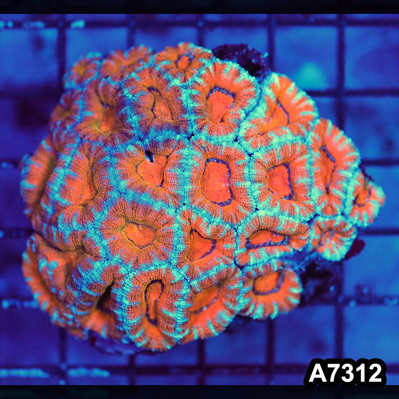 Item#A7312LW7312(M) WYSIWYG Aussie Ultra Acan Lord Mini Colony