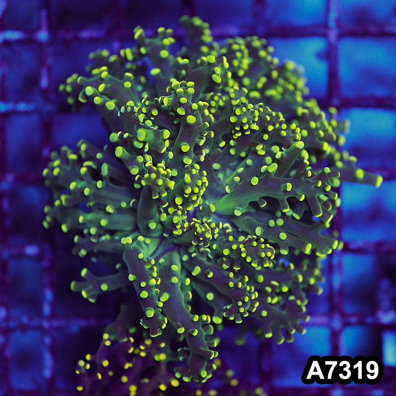 Item#A7319LW7319(M) WYSIWYG Indo Ultra Tip Branching Frogspawn Single Polyp