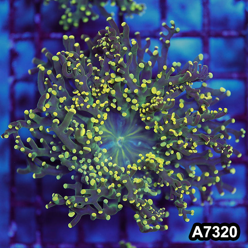 Item#A7320LW7320(M) WYSIWYG Indo Ultra Tip Branching Frogspawn Single Polyp