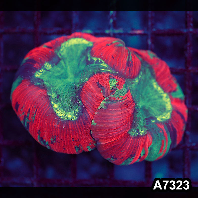 Item#A7323LW7323(M) WYSIWYG Indo Ultra Trachyphyllia