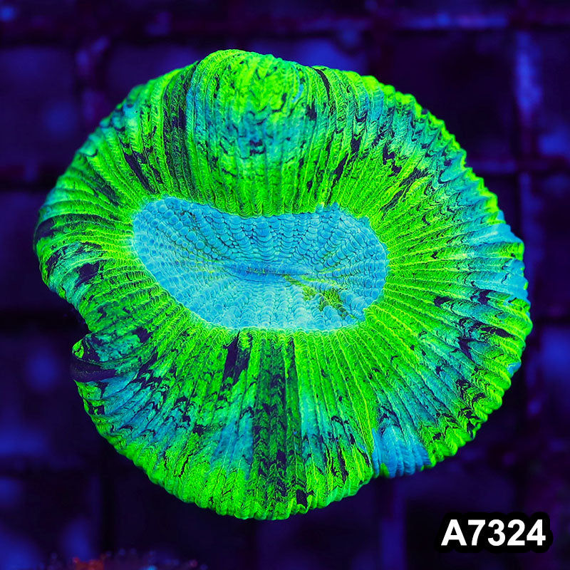 Item#A7324LW7324(M) WYSIWYG Aussie Ultra Unique Trachyphyllia