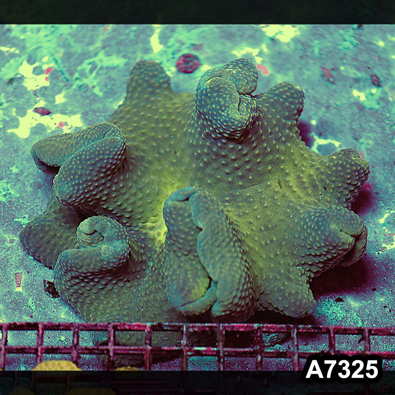 Item#A7325RW7325(L) WYSIWYG Indo Green Leather Coral Colony