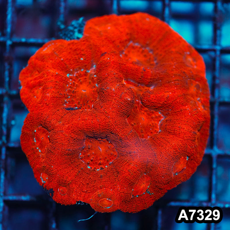 Item#A7329IN7329(M) WYSIWYG Aussie Ultra Bowerbanki Colony