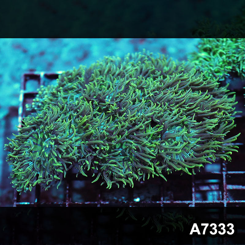 Item#A7333IN7333(L) WYSIWYG Solomon Island Ultra Duncan Colony