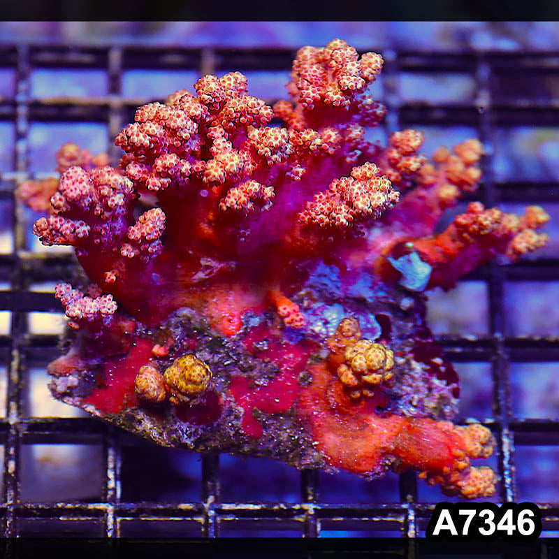 Item#A7346LP7346(M) WYSIWYG Indo Carnation Colony