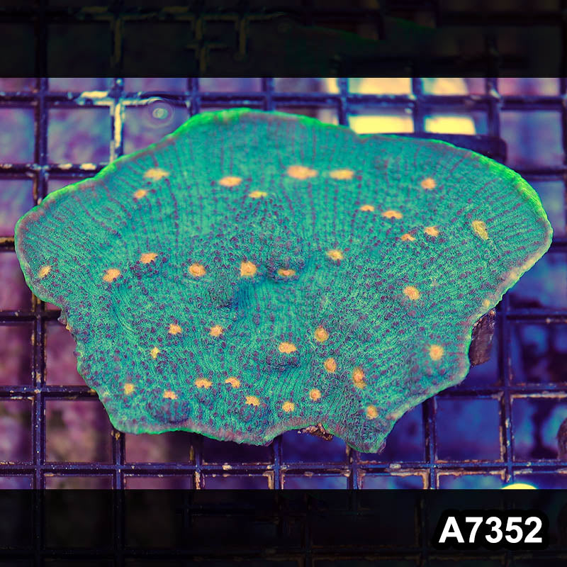 Item#A7352LP7352(M) WYSIWYG Aussie Ultra Chalice Colony