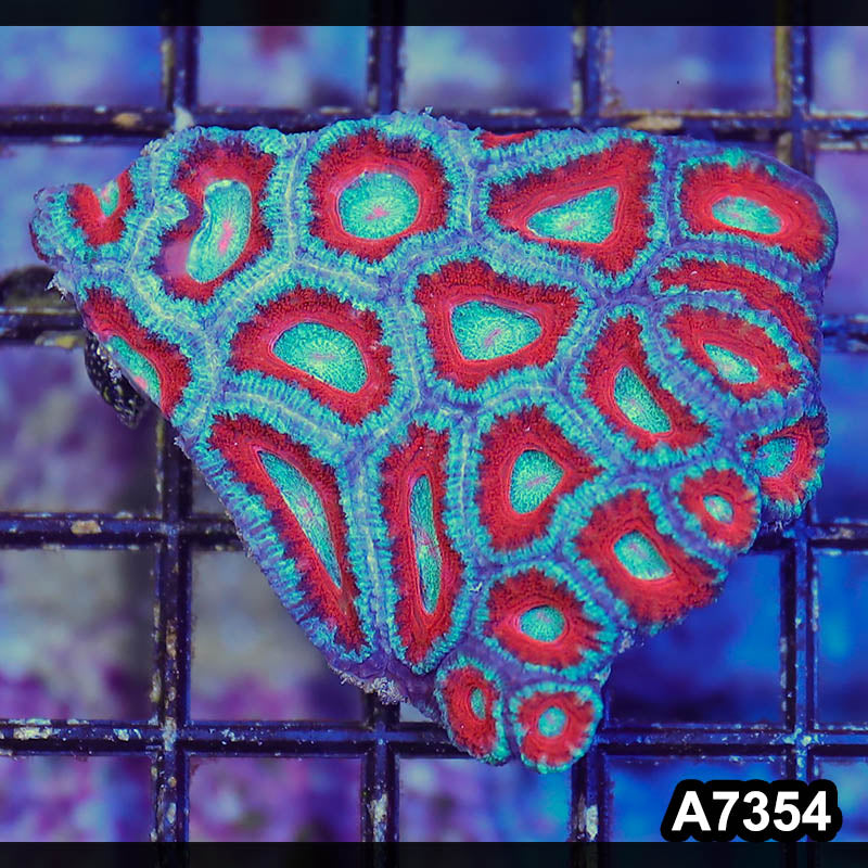 Item#A7354LP7354(S) WYSIWYG Aussie Ultra Acan Lord Mini Colony